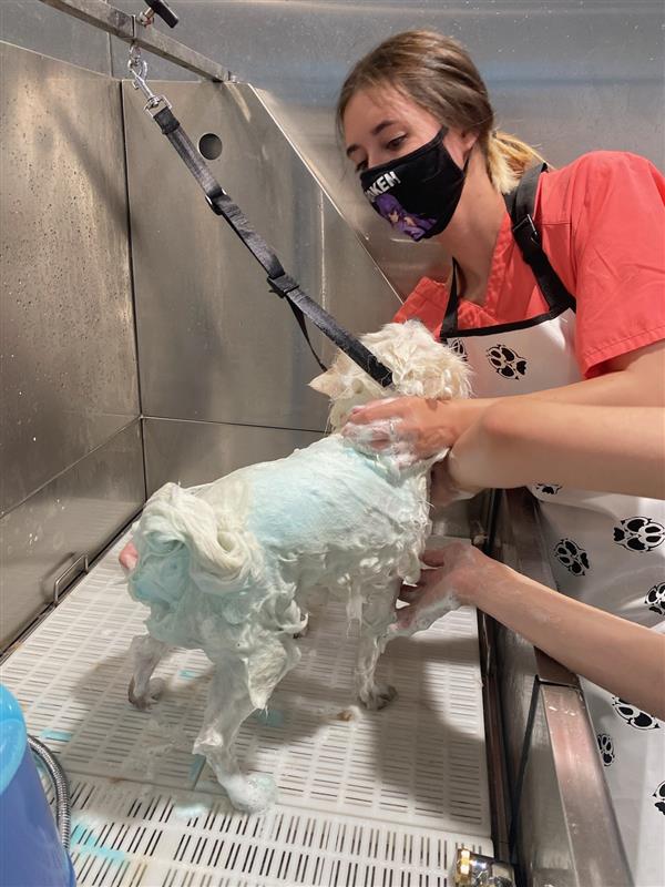 washing dogs