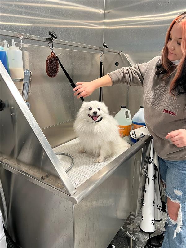 Prepping dogs for bath